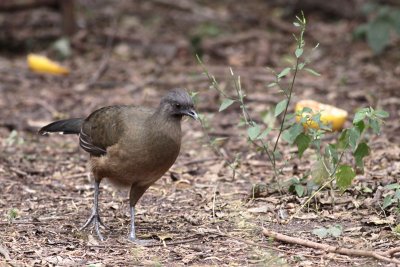 Plain Chachalaca