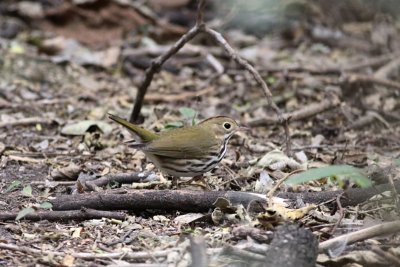 Ovenbird