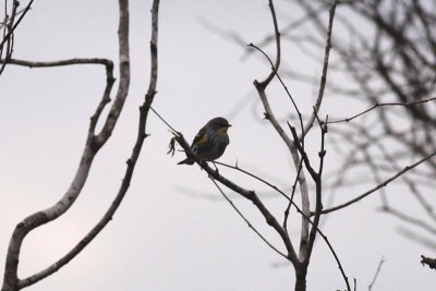 Yellow-rumped (Audubon's) Warbler