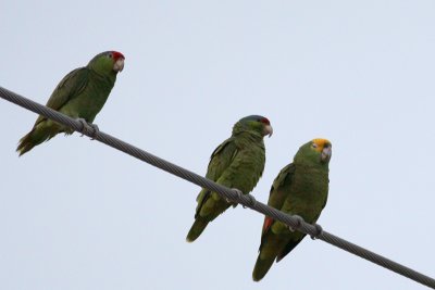 Red-crowned & Yellow-headed Parrots