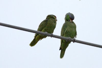 Red-crowned & Lilac-crowned Parrots