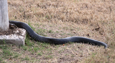 Texas Indigo Snake