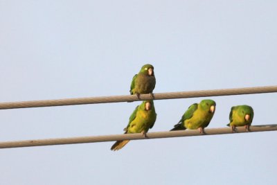 Green Parakeets & Olive-throated Parakeet