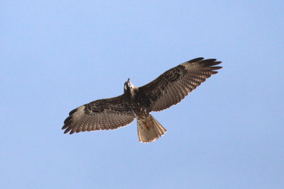 Whte-tailed Hawk