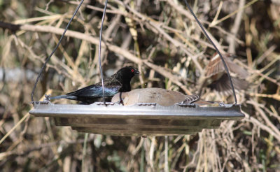 Bronzed Cowbird & White-winged Dove