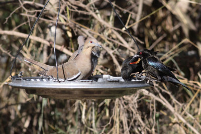 White-winded Dove, Bronzed Cowbird, & Red-winged Blackbird