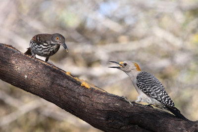 Long-billed Thrasher & Golden-fronted Woodpecker