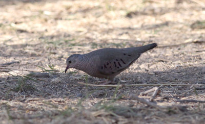 Common Ground-Dove