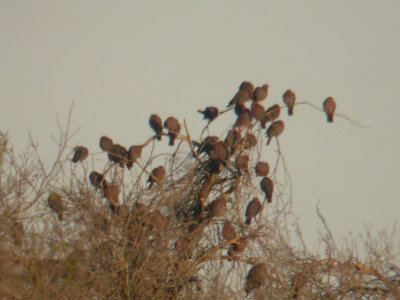 Red-billed Pigeons