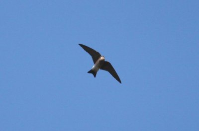 (Ridgeway's) Northern Rough-winged Swallow