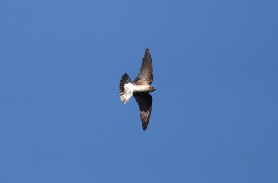 (Ridgeway's) Northern Rough-winged Swallow