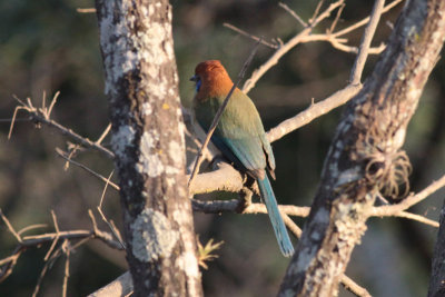 Russett-crowned Motmot