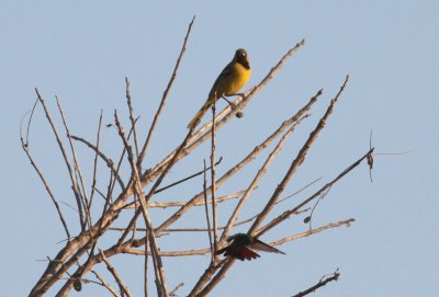 Orchard Oriole & Berylline Hummingbird