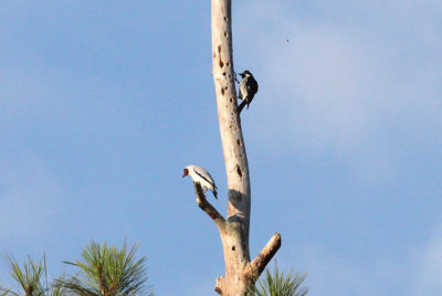 Masked Tityra & Acorn Woodpecker