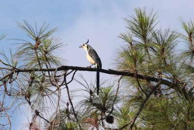 White-throated Magpie-Jay