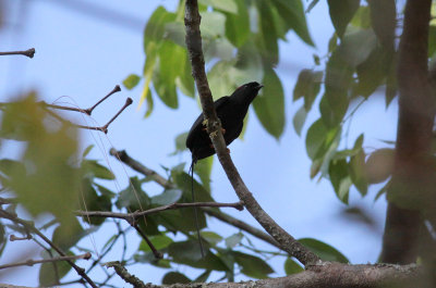 Long-tailed Manakin