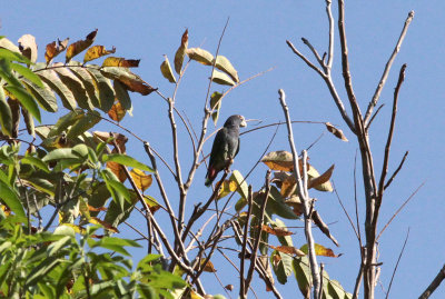 White-crowned Parrot