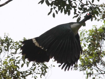 Horned Guan