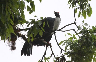 Horned Guan