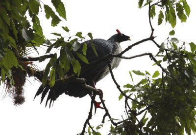 Horned Guan