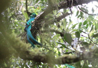 Resplendent Quetzal