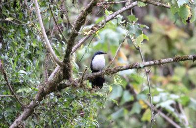 Blue-and-white Mockingbird