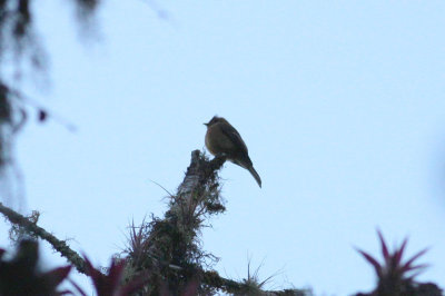 Tufted Flycatcher