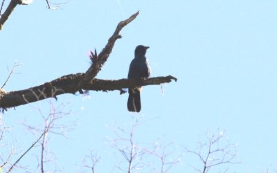 Unicolored Jay