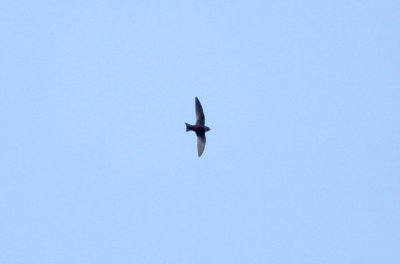 White-collared Swift