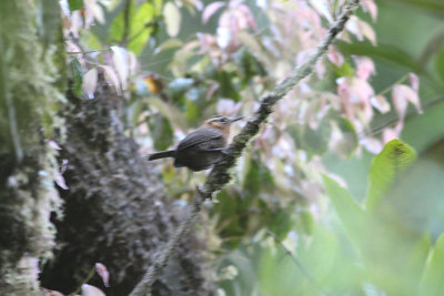 Rufous-browed Wren