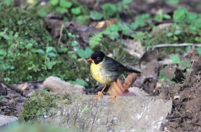 Spotted Nightingale-Thrush