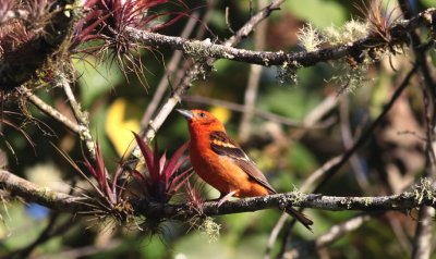 Flame-colored Tanager