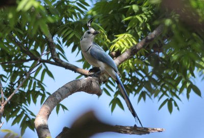 White-throated Magpie-Jay