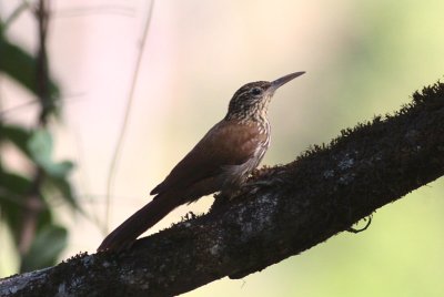 Streak-headed Woodcreeper