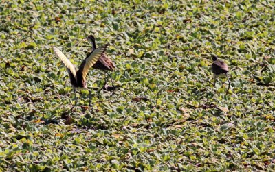 Northern Jacanas