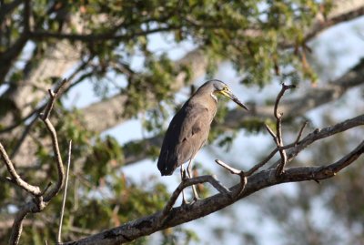 Bare-throated Tiger-Heron