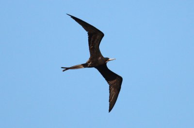 Magnificent Frigatebird