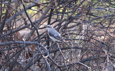 Tropical Mockingbird