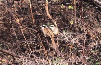 Stripe-headed Sparrows