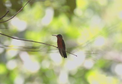 Cinnamon Hummingbird