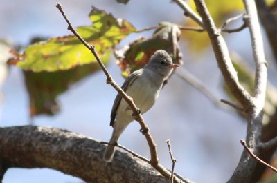 Northern Beardless-Tyrannulet