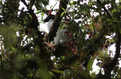 Horned Guan