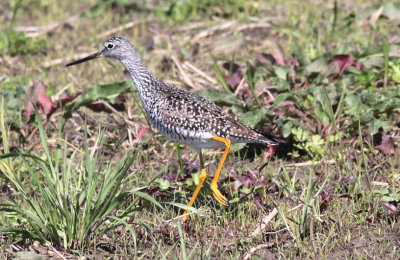 Greater Yellowlegs