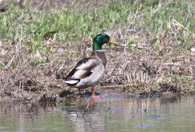 Mallard