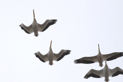 American White Pelicans