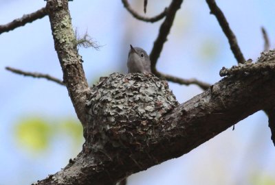 Blue-gray Gnatcatcher on nest