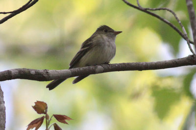 Acadian Flycatcher