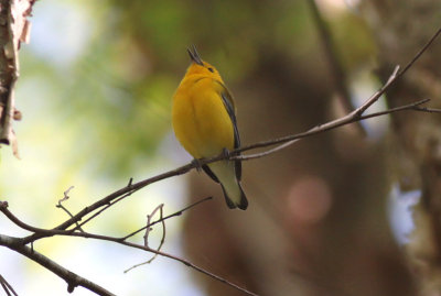 Prothonotary Warbler