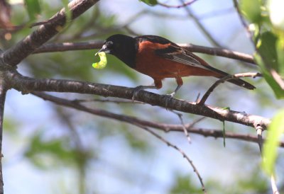 Orchard Oriole