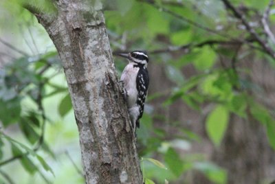 Hairy Woodpecker